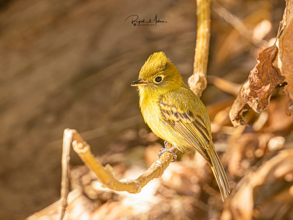 Yellowish Flycatcher - rajesh mohan
