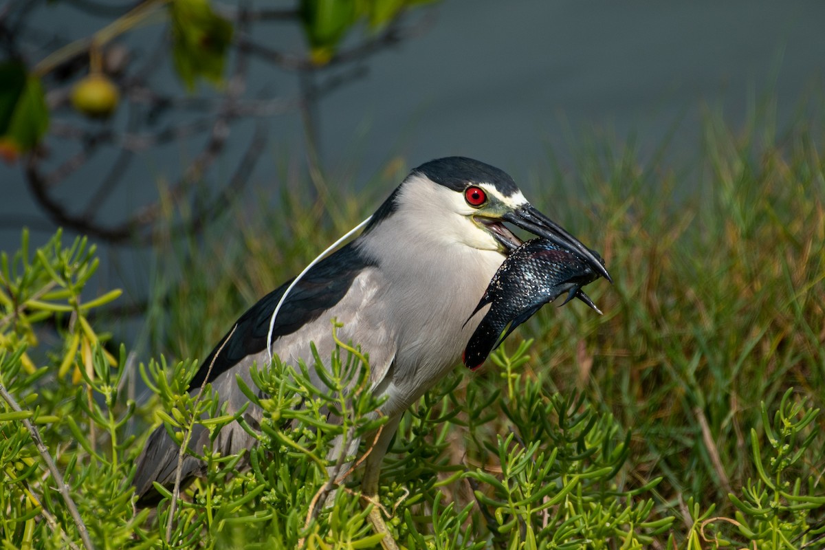 Black-crowned Night Heron - ML312519451