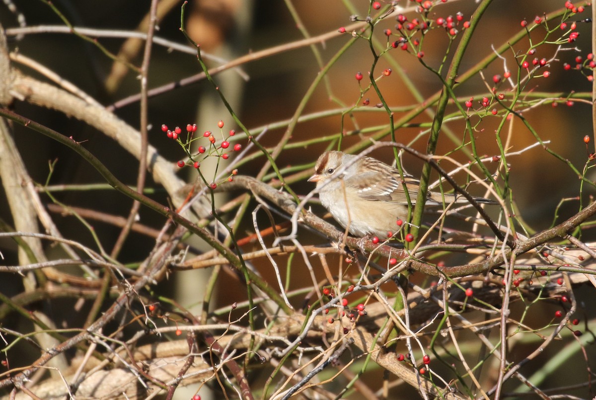 White-crowned Sparrow (leucophrys) - ML312522521