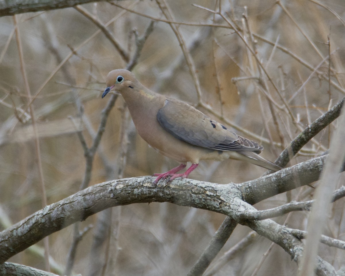 Mourning Dove - Larry Waddell
