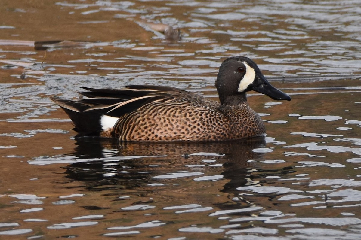 Blue-winged Teal - ML312525111