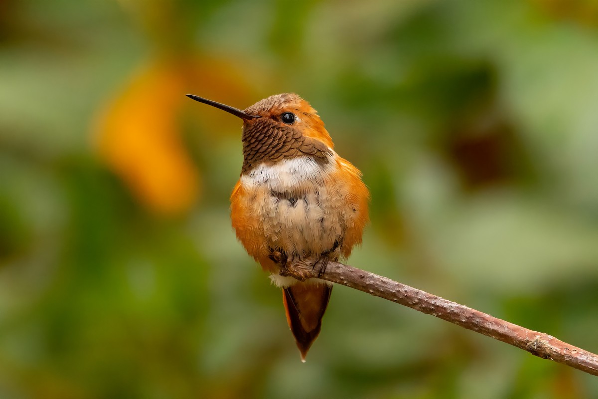 Rufous Hummingbird - Alayna Vreeland