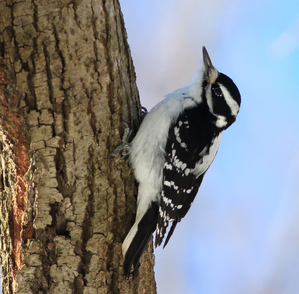 Hairy Woodpecker (Eastern) - ML312532581