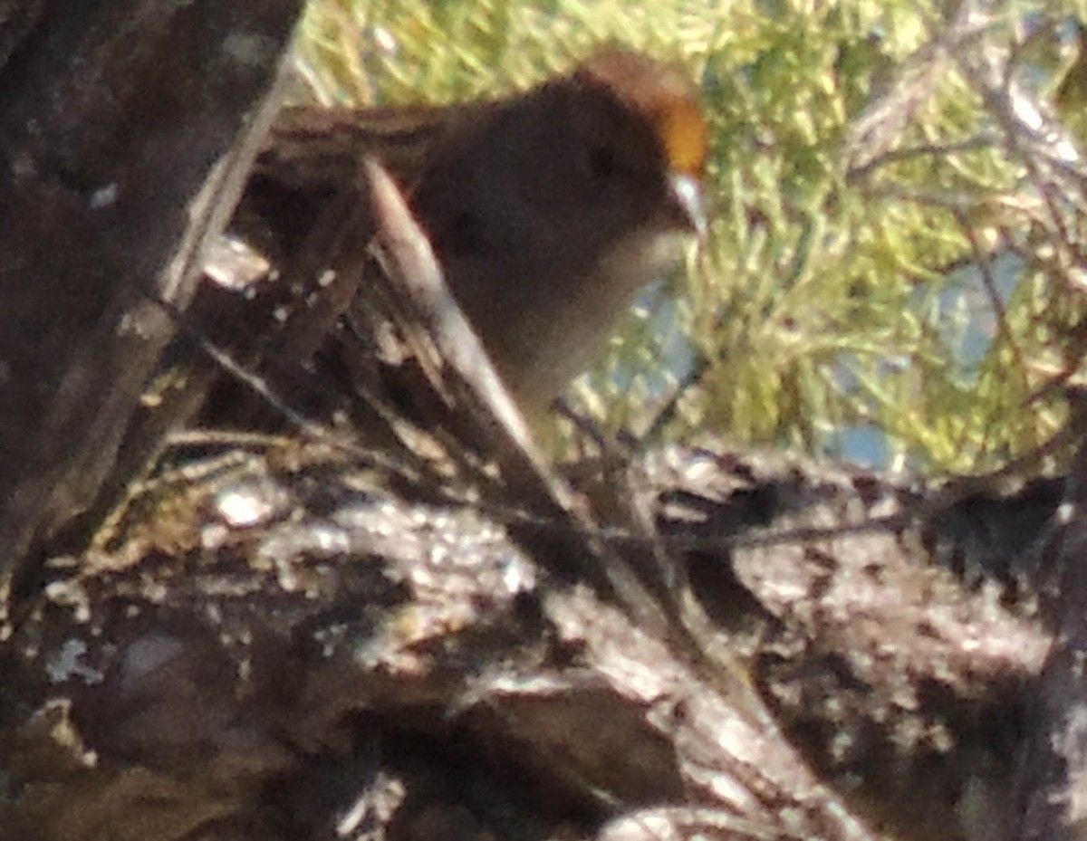Golden-crowned Sparrow - ML312539621