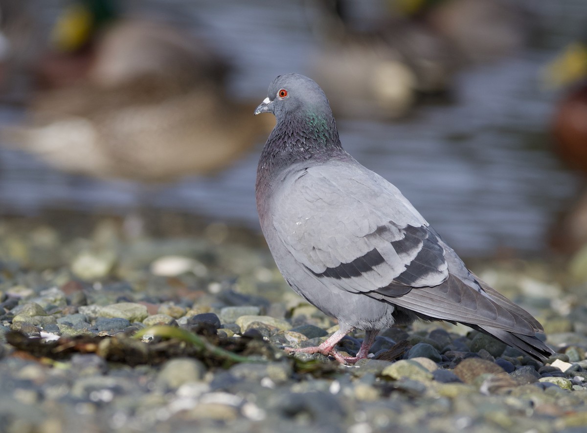 Rock Pigeon (Feral Pigeon) - ML312540511
