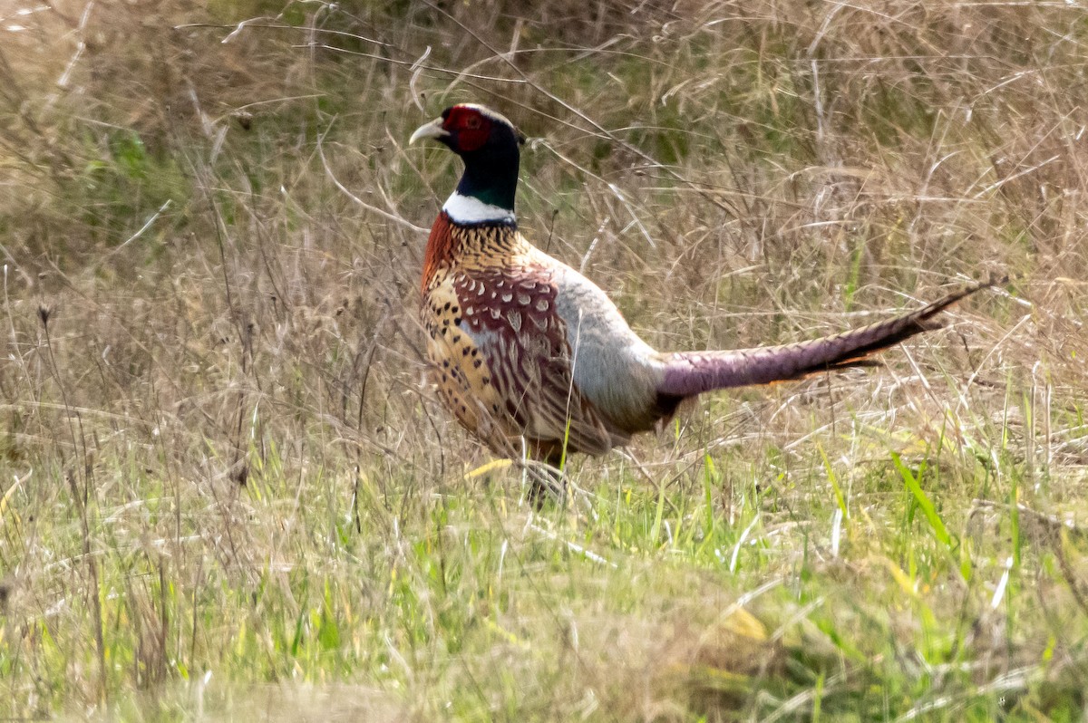 Ring-necked Pheasant - ML312541201