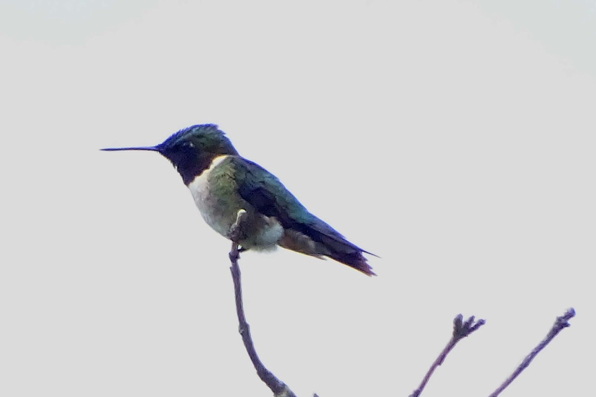 Ruby-throated Hummingbird - ML31254251