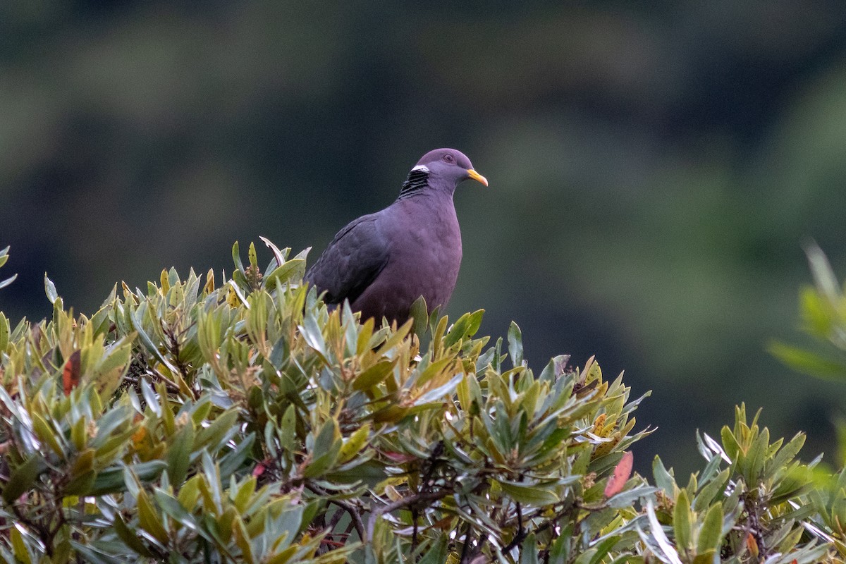 Band-tailed Pigeon - Eric Zawatski