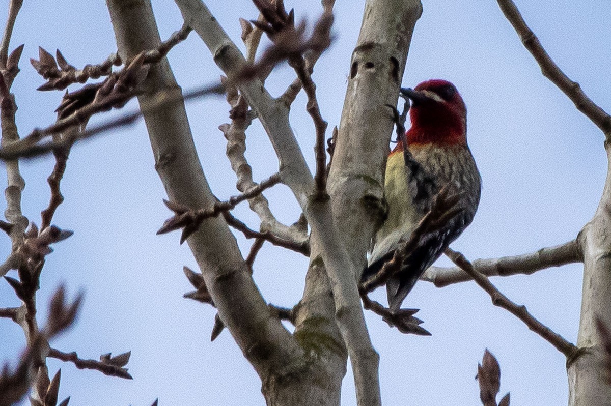 Red-breasted Sapsucker - ML312547621