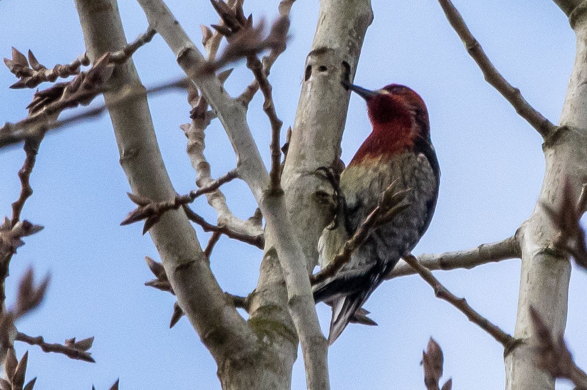 Red-breasted Sapsucker - ML312547631