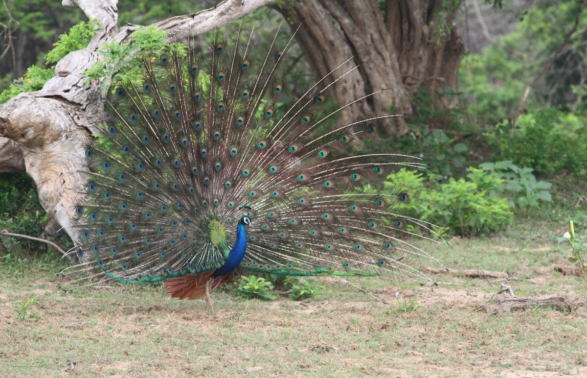 Indian Peafowl - Andrew Spencer