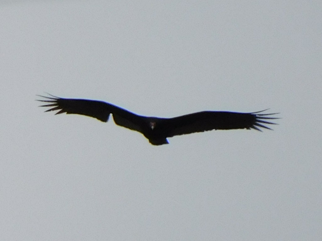 Turkey Vulture - ML312548121