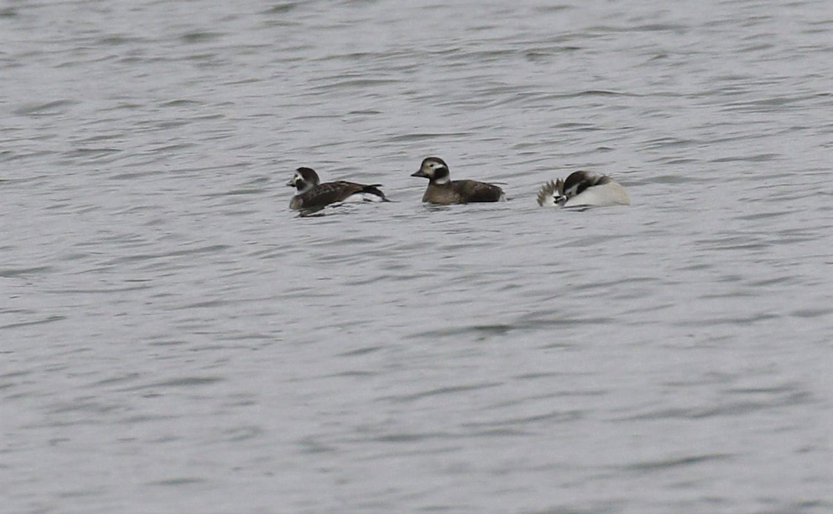 Long-tailed Duck - ML312550071