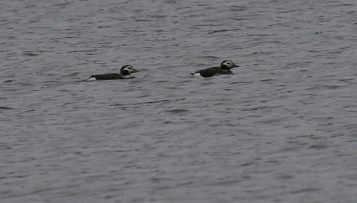 Long-tailed Duck - ML312550091