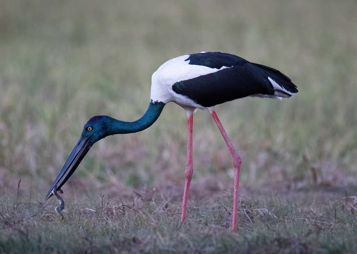 Black-necked Stork - ML312550121