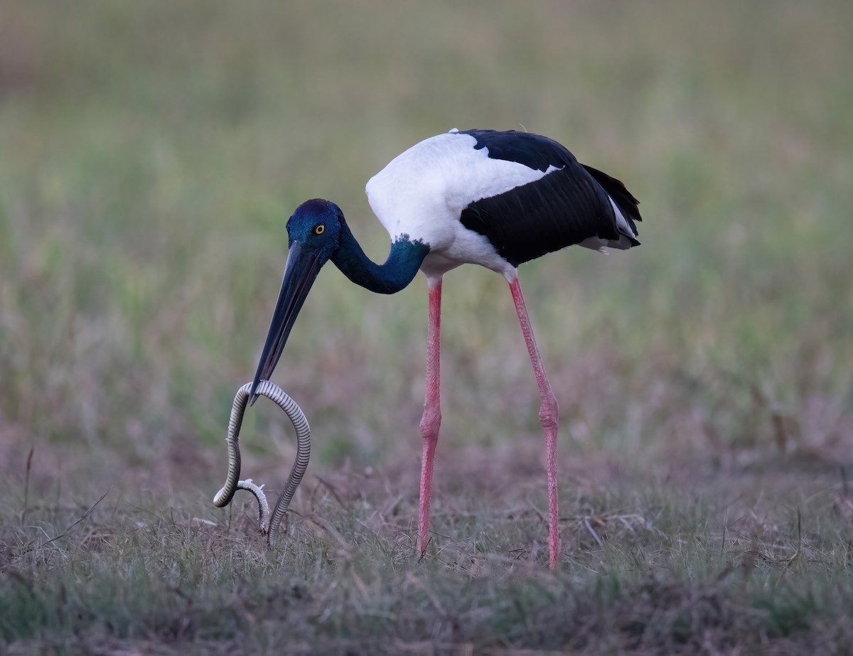 Black-necked Stork - ML312550441