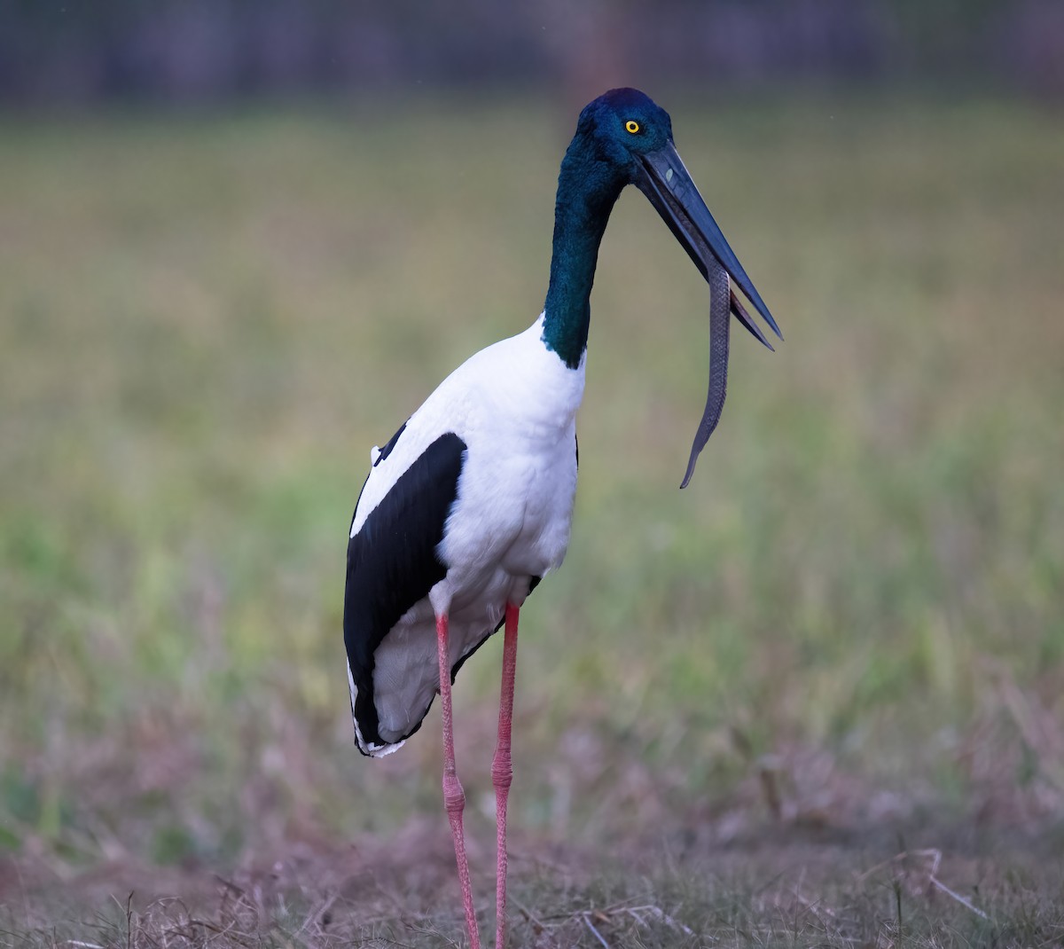 Black-necked Stork - ML312550761