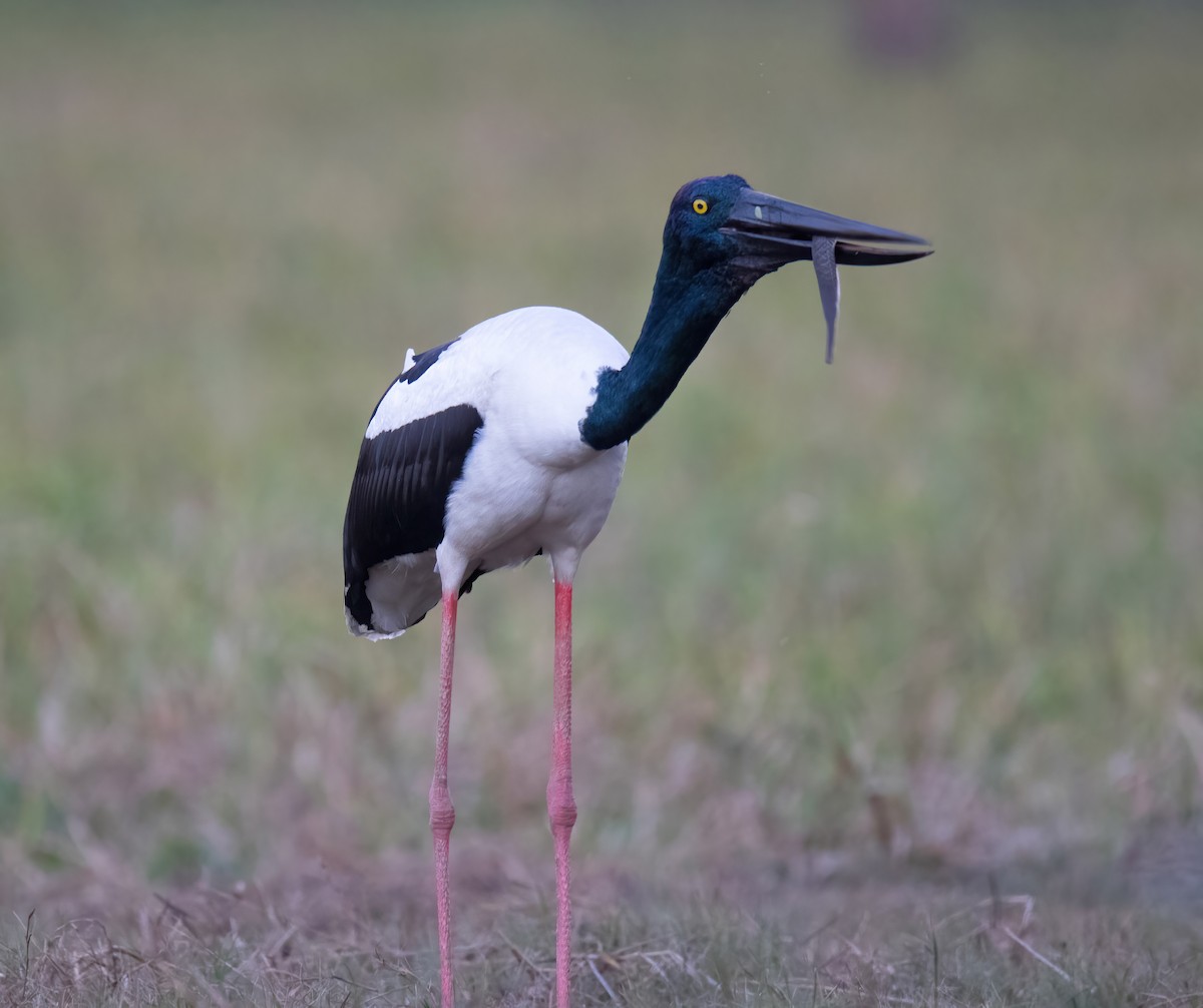 Black-necked Stork - Craig McQueen