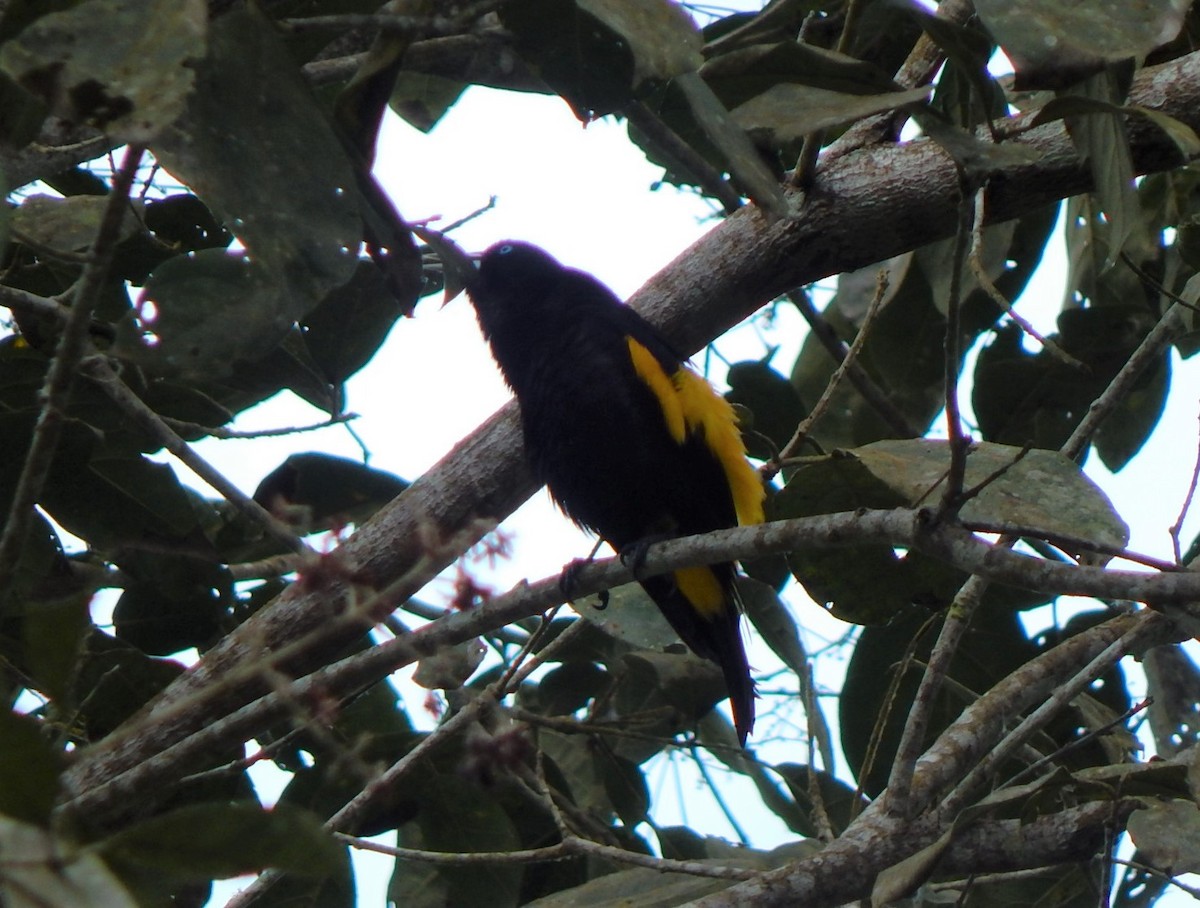 Yellow-rumped Cacique - ML312551391
