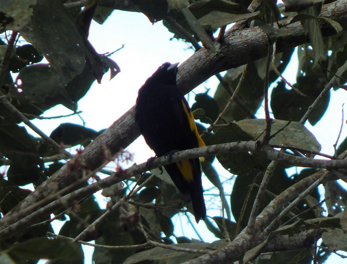 Yellow-rumped Cacique - ML312551401