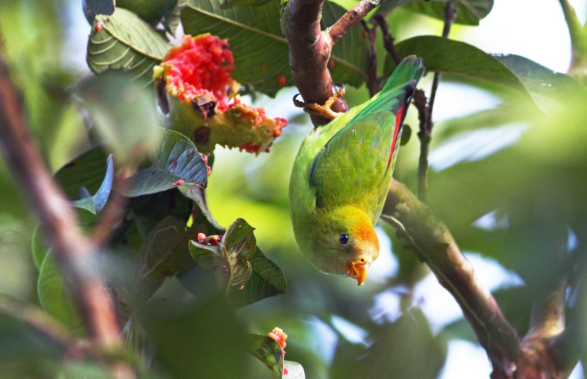 Sri Lanka Hanging-Parrot - ML31255461