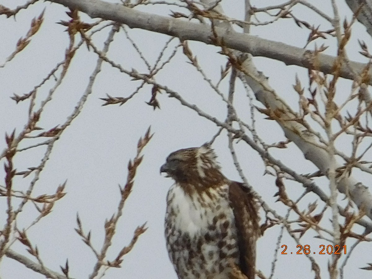 Red-tailed Hawk - ML312554831