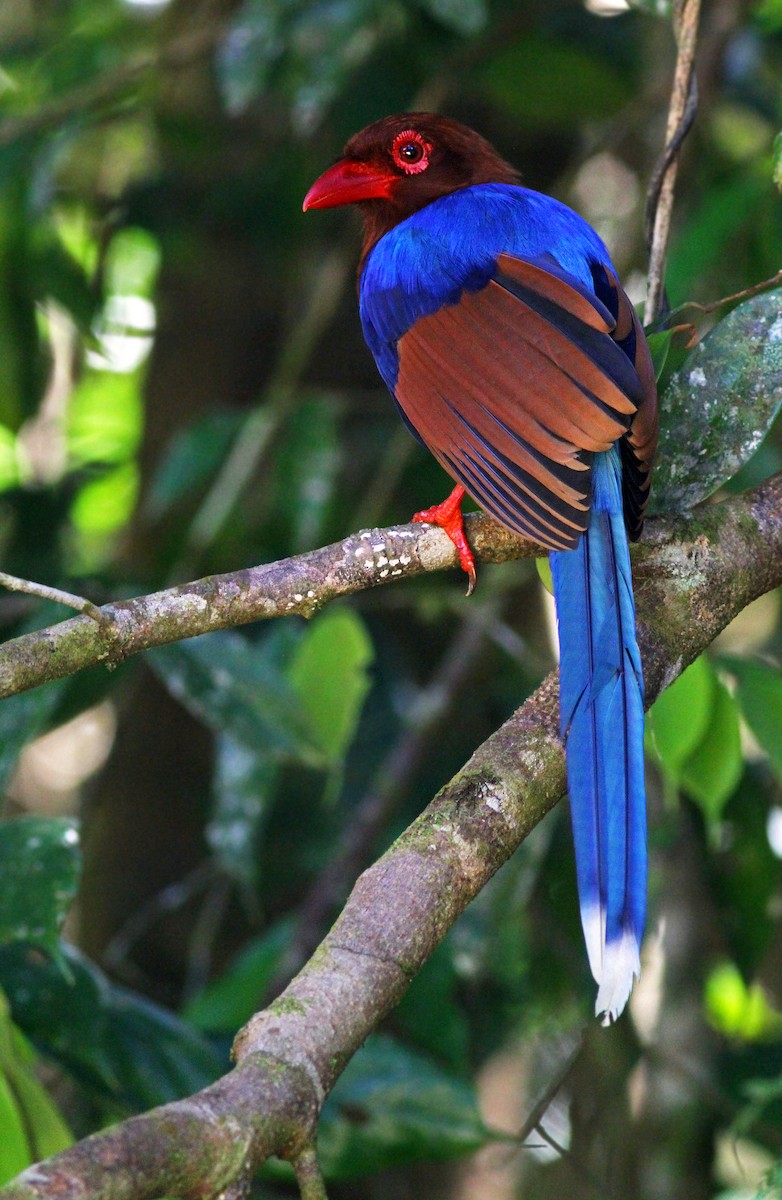 Sri Lanka Blue-Magpie - Andrew Spencer