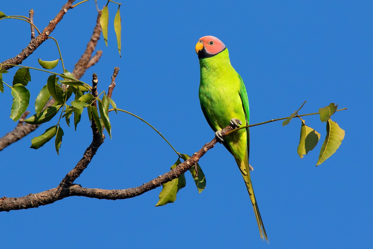 Blossom-headed Parakeet - ML312556951