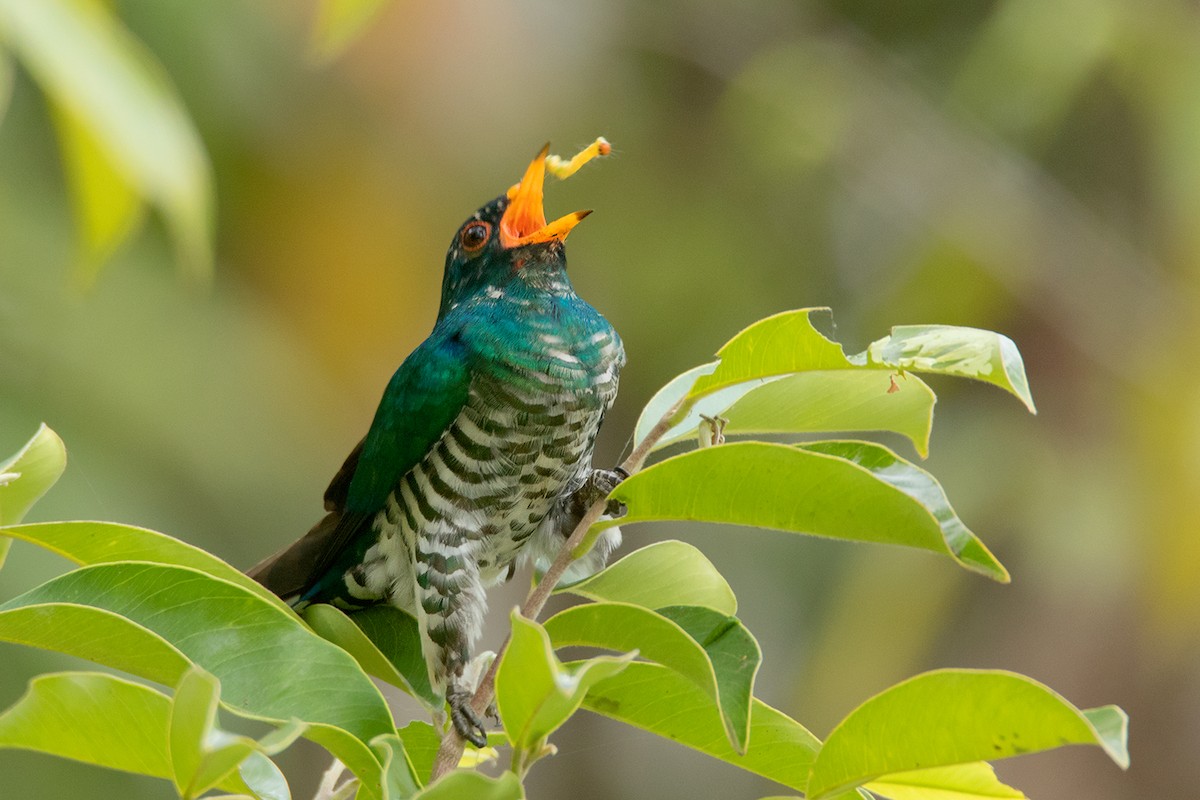 Asian Emerald Cuckoo - ML312559341