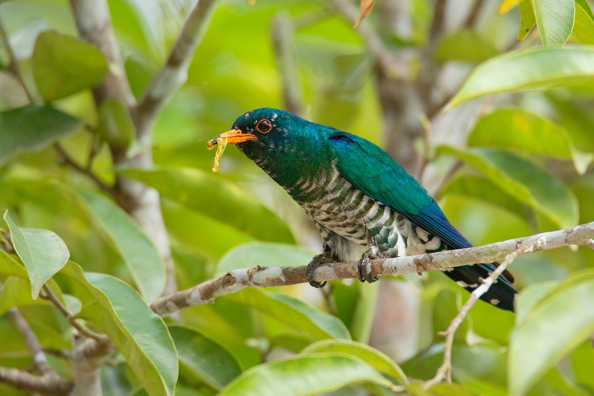 Asian Emerald Cuckoo - ML312559381