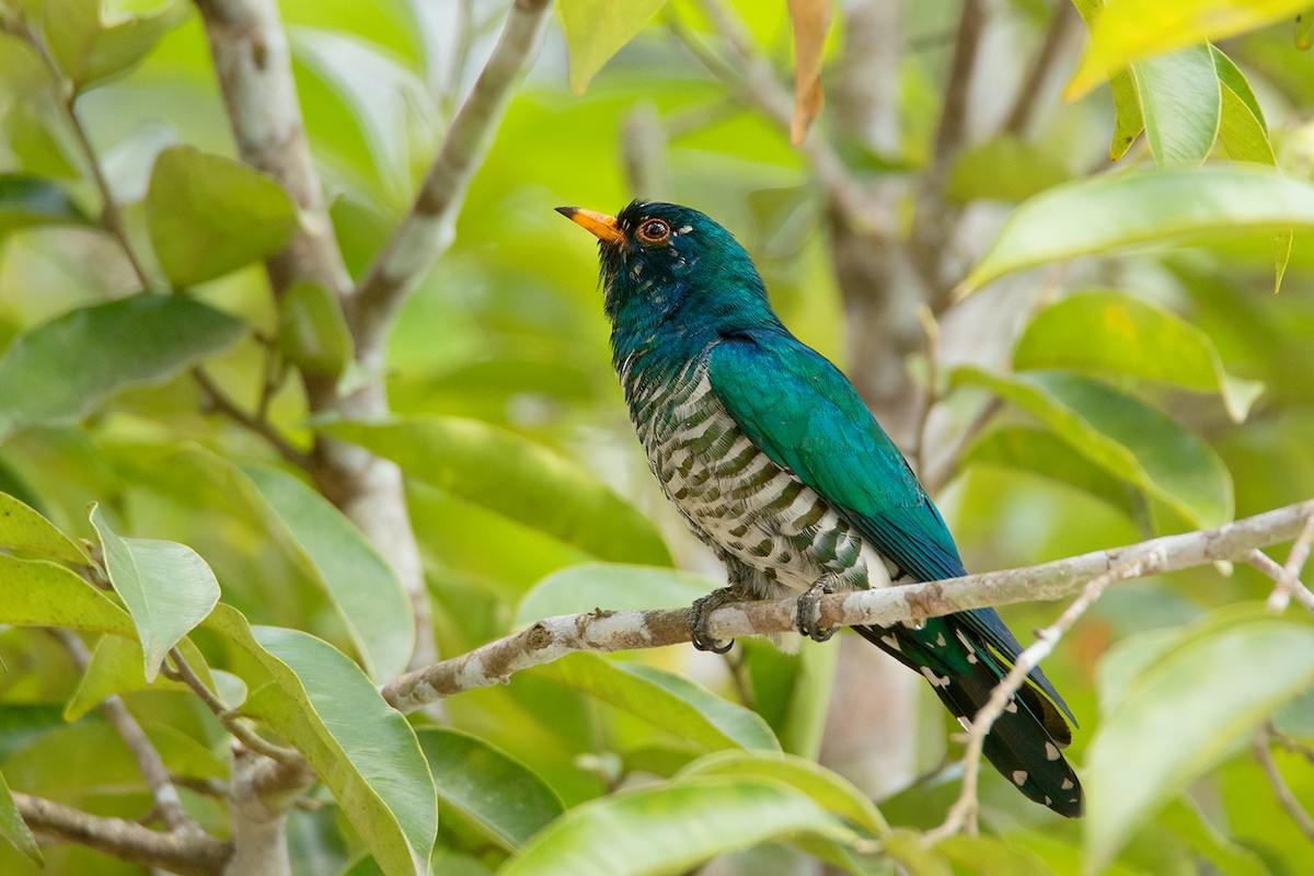 Asian Emerald Cuckoo - Ayuwat Jearwattanakanok
