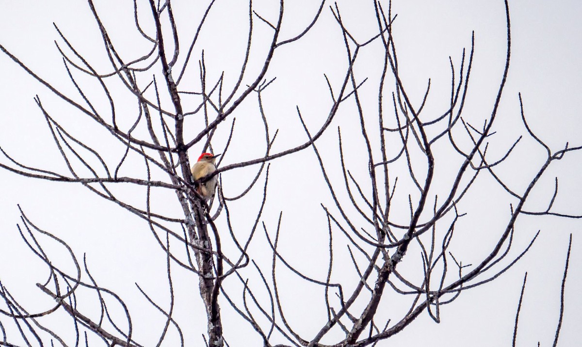 Red-bellied Woodpecker - ML312561641
