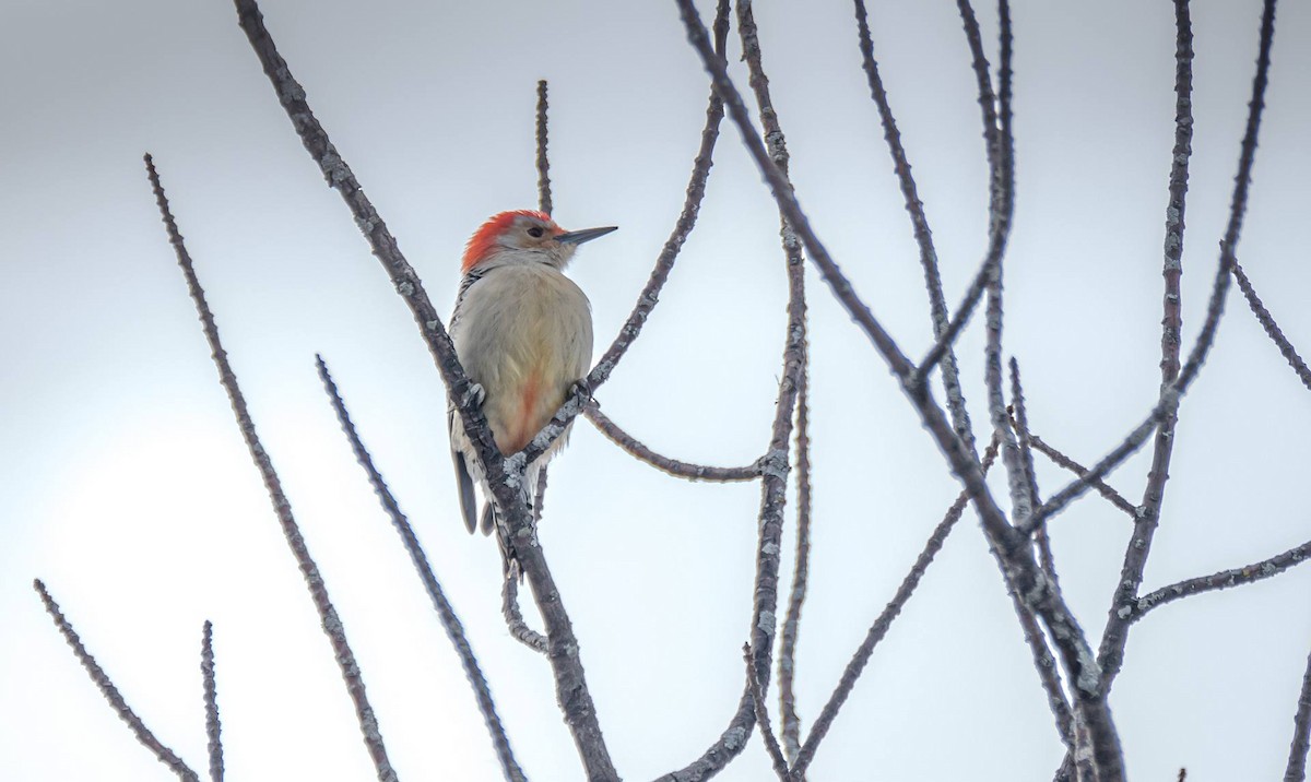 Red-bellied Woodpecker - ML312561651