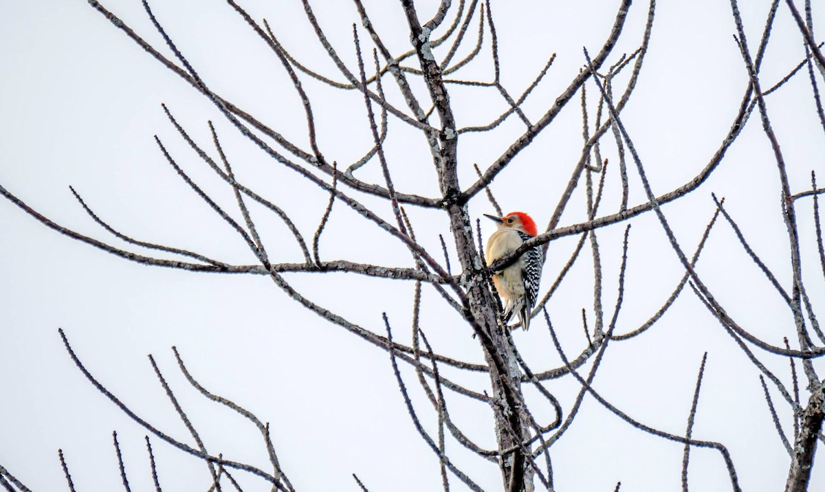 Red-bellied Woodpecker - ML312561661