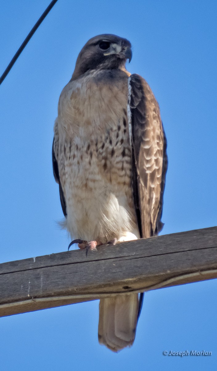 Red-tailed Hawk - ML312563371