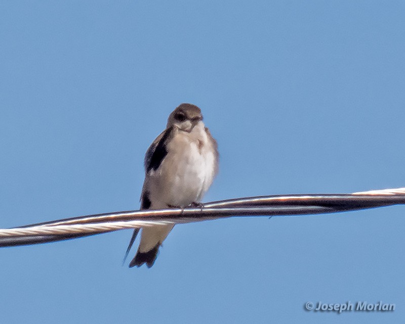 Northern Rough-winged Swallow - ML312563721