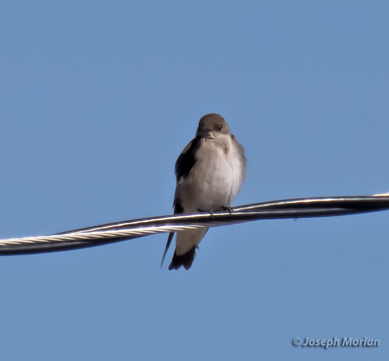 Northern Rough-winged Swallow - ML312563731