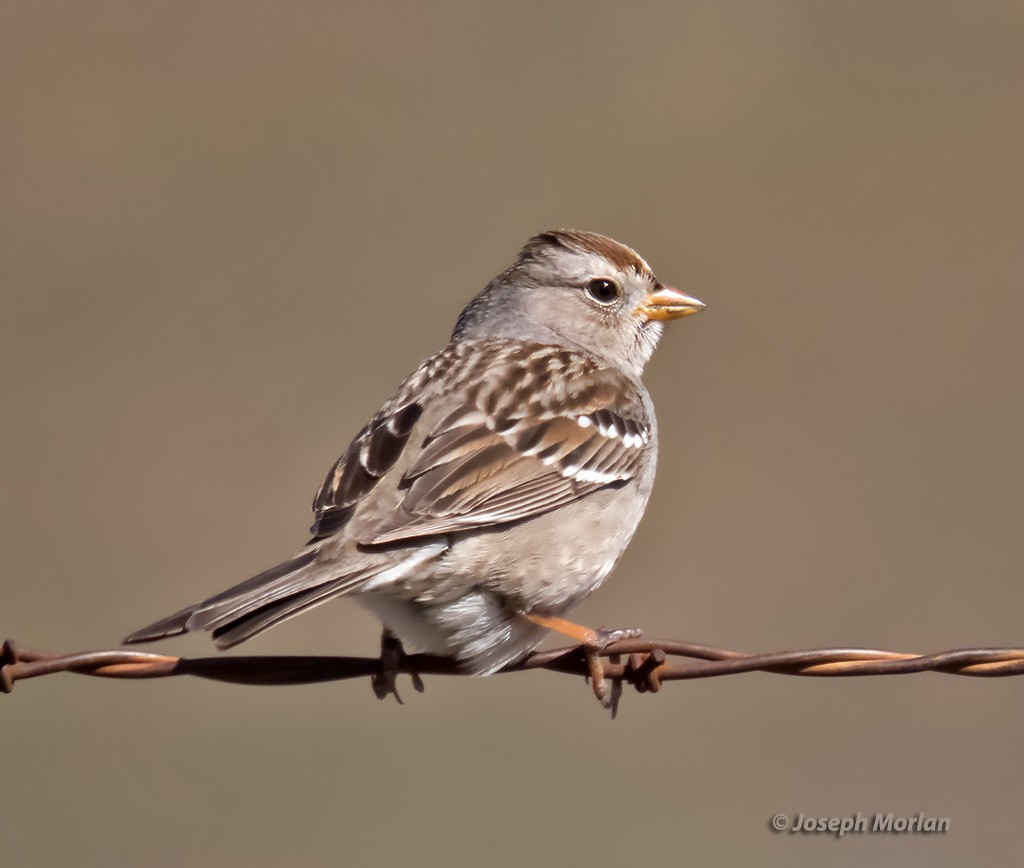 White-crowned Sparrow - ML312563861