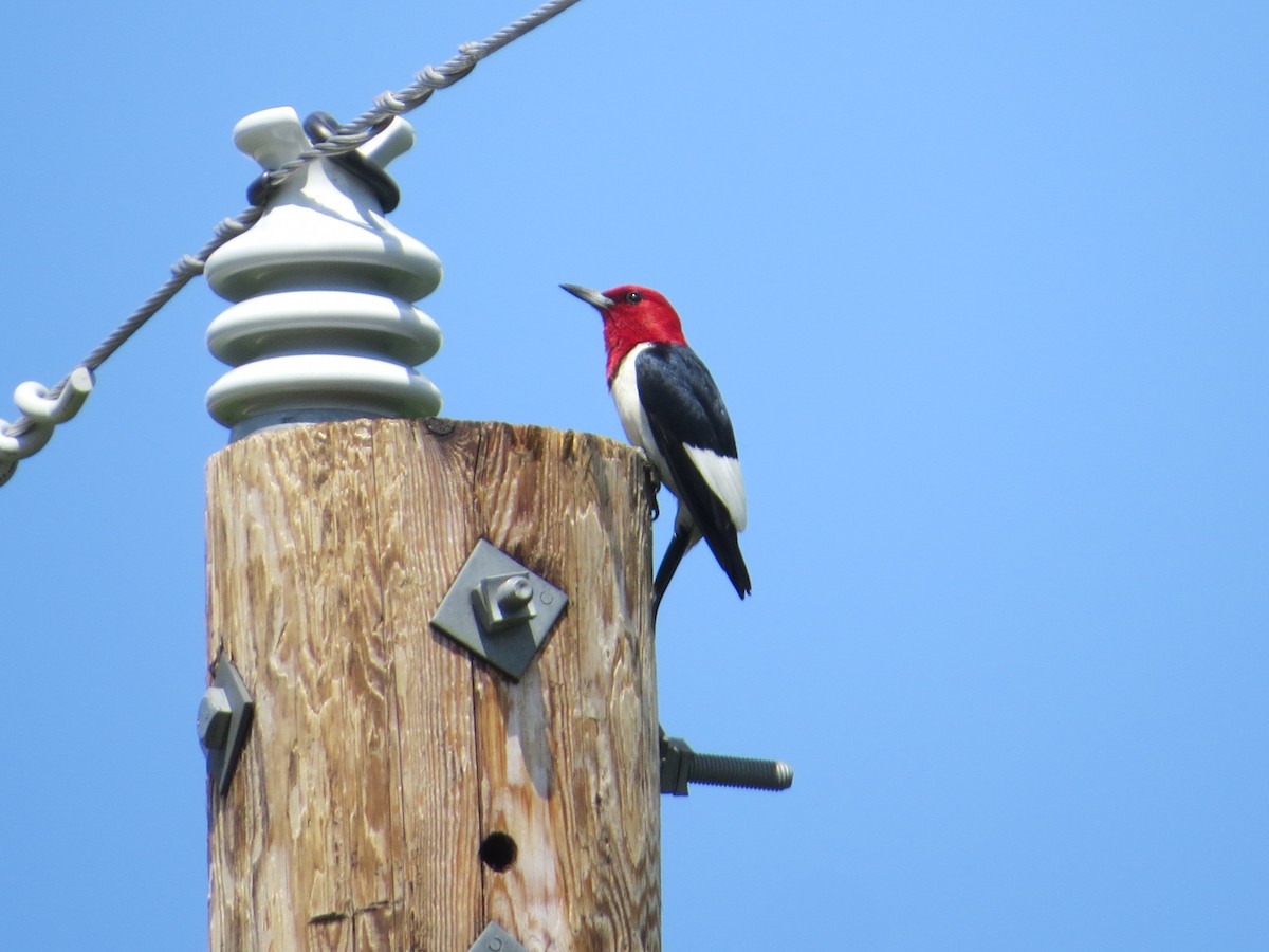 Red-headed Woodpecker - Josh Wallestad