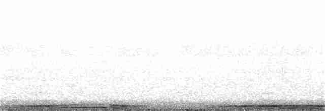 holub skalní (domácí) - ML312572271