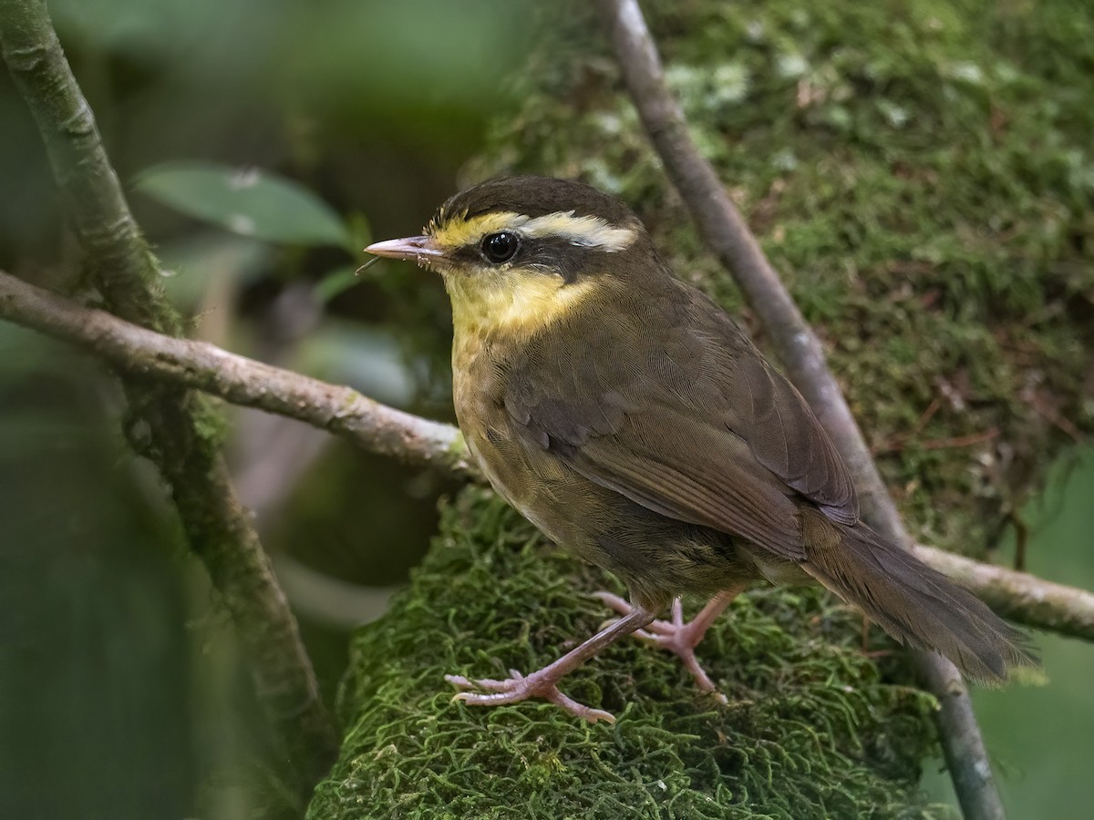 Yellow-browed Oxylabes - ML312573011