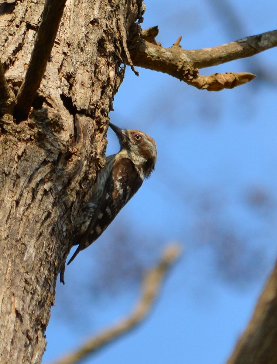 Brown-capped Pygmy Woodpecker - Harshavardhan Jamakhandi