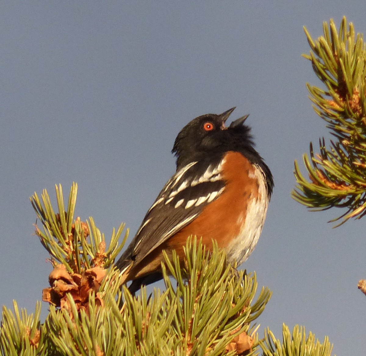 Spotted Towhee - ML312579791