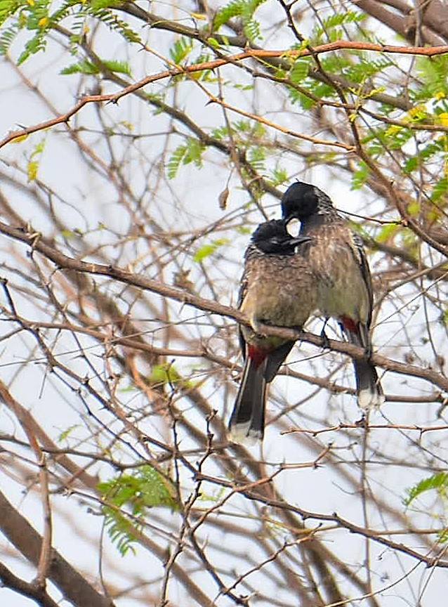 Red-vented Bulbul - ML312582641