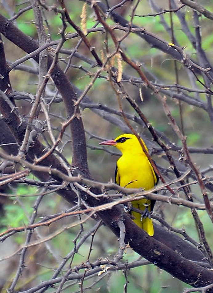Indian Golden Oriole - ML312583681