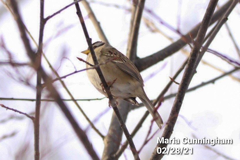 White-crowned Sparrow - ML312583991