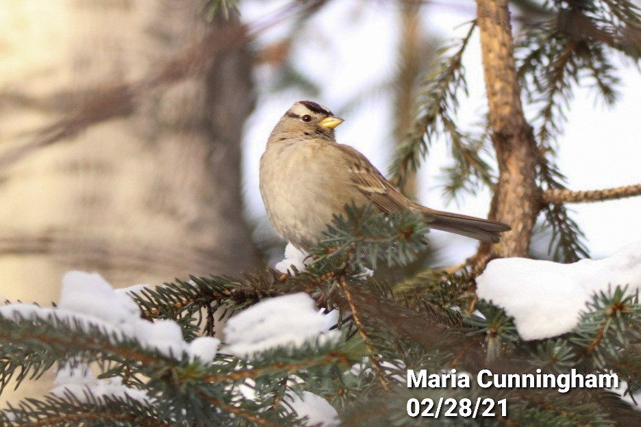 White-crowned Sparrow - ML312584021