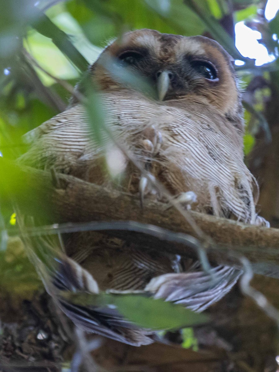 Brown Wood-Owl - ML312584041