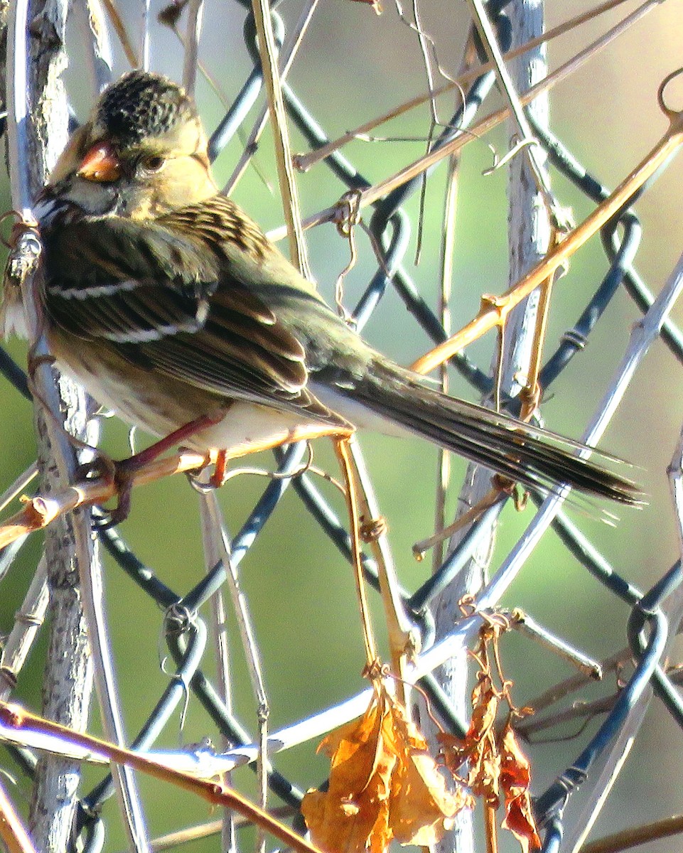 Harris's Sparrow - ML312586861