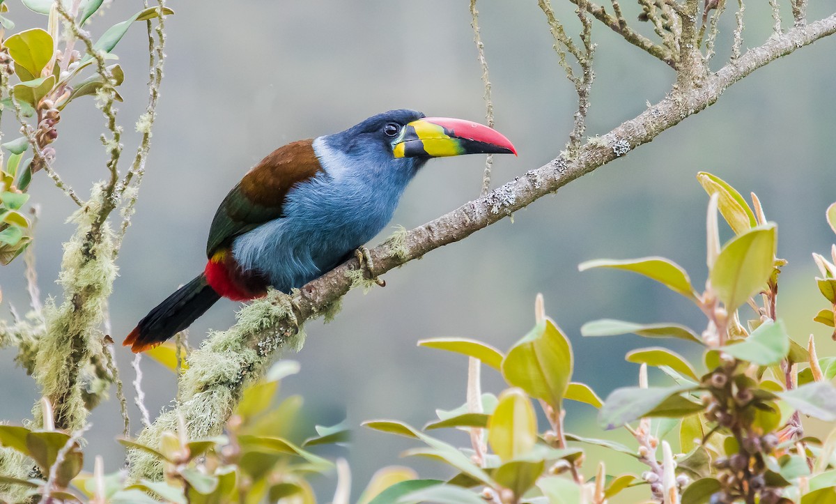 Gray-breasted Mountain-Toucan - ML312586951